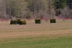 51195340_10157309986844267_5014875519288606720_n